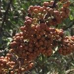 Gymnosporia buxifolia Fruit