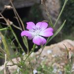 Eudianthe coeli-rosa Flor