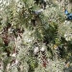 Juniperus drupacea Fruitua