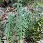 Cruciata glabra Hoja