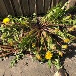 Taraxacum braun-blanquetii Flower