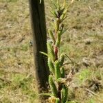 Oenothera indecora Flor