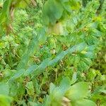 Cerinthe glabra Blad