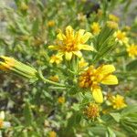 Trixis californica Flor