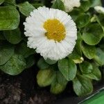 Bellis rotundifolia 花