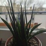 Dracaena stuckyi Yaprak