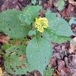 Solidago flexicaulisᱵᱟᱦᱟ