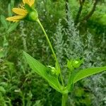 Silphium perfoliatum Çiçek