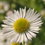 Erigeron annuusFlower