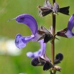 Salvia pratensis Flower