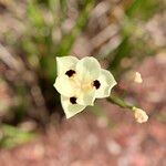 Dietes bicolor Flower
