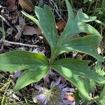 Hydrophyllum capitatum Leaf