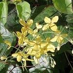 Epimedium alpinum Flor
