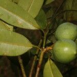 Calophyllum brasiliense Frucht