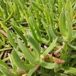 Carpobrotus edulisLeaf