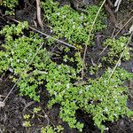 Clinopodium nubigenum عادت