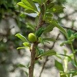Prunus prostrata Frukt
