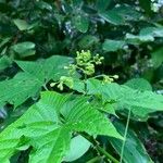 Cissus repens Leaf