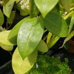 Hoya verticillata Leaf