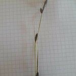 Carex tomentosa Blüte
