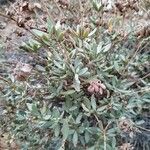 Helianthemum squamatum Hábito