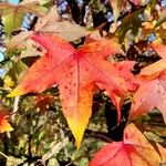 Liquidambar formosana Leaf