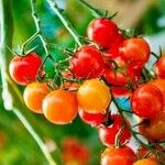 Solanum pimpinellifolium Ffrwyth