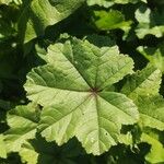 Malva parviflora Leaf