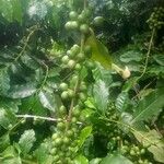 Coffea arabica Плод