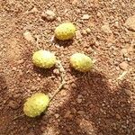 Cucumis anguria Fruit