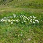 Eriophorum scheuchzeriHabit