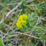 Euphorbia verrucosa Flower