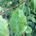 Prunus brigantina 葉