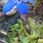 Gentiana terglouensis 花