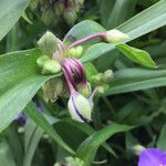 Tradescantia × andersoniana Ďalší