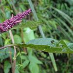 Phlogacanthus curviflorus Leaf