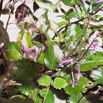 Plectranthus zuluensisFloare