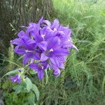 Campanula glomerataKwiat