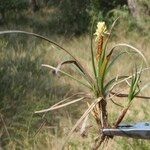 Carex liparocarpos Other