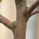 Alnus alnobetula പുറംതൊലി