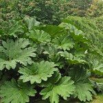 Gunnera tinctoria Blatt