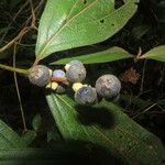 Miconia nervosa Fruit