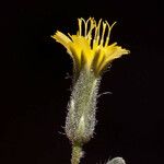Hieracium fendleri Flower
