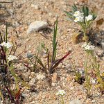 Sisyrinchium halophilum Hábito