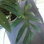 Philodendron mayoi Blatt
