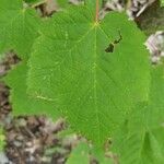 Ribes cynosbati Leaf