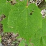 Ribes cynosbati Feuille