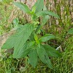 Ruellia strepens Leaf