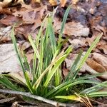 Carex pendula Habit