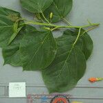 Cordia subcordata Leaf